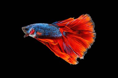 Renkli siyam betta balıklarının ya da yarım ay betta balıklarının güzel hareketi Tayland 'da siyah arka planda savaşan balıkları görkemlendirir. Su altı hayvanı ya da evcil hayvan konsepti
