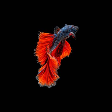 Renkli siyam betta balıklarının ya da yarım ay betta balıklarının güzel hareketi Tayland 'da siyah arka planda savaşan balıkları görkemlendirir. Su altı hayvanı ya da evcil hayvan konsepti