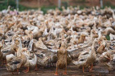 A lot of ducks at Open farm in vietnam, leader of ducks Spread wings, agriculture and traditional culture in asian country, animal and livestock concept