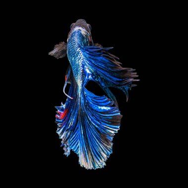 Renkli siyam betta balıklarının ya da yarım ay betta balıklarının güzel hareketi Tayland 'da siyah arka planda savaşan balıkları görkemlendirir. Su altı hayvanı ya da evcil hayvan konsepti