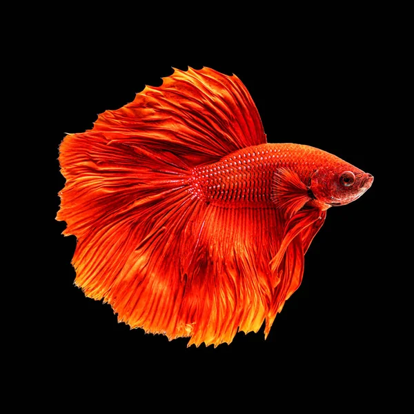 Mouvement Beau Poissons Betta Siamois Colorés Demi Lune Betta Splendens — Photo