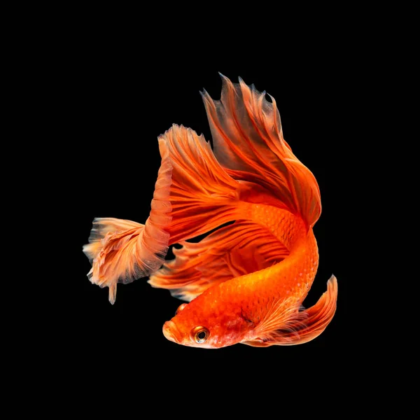 Mouvement Beau Poissons Betta Siamois Colorés Demi Lune Betta Splendens — Photo