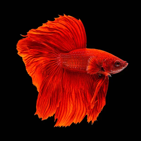 Mouvement Beau Poissons Betta Siamois Colorés Demi Lune Betta Splendens — Photo