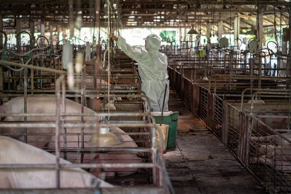 Domuz Çiftliklerinde Hayvan Domuz Çiftliklerinde Çalışan Asyalı Veteriner Işığı Söndürüyor — Stok fotoğraf