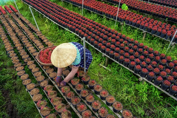 Vista Superior Granjero Vietnamita Trabajando Con Jardín Flores Rojas Sadec —  Fotos de Stock
