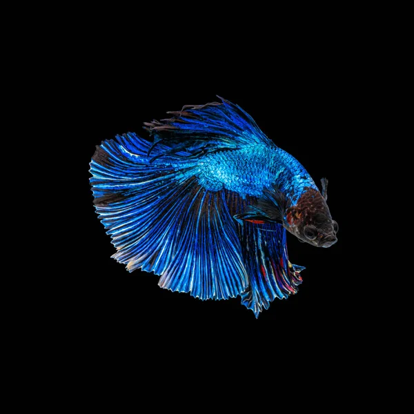 Mouvement Beau Poissons Betta Siamois Colorés Demi Lune Betta Splendens — Photo