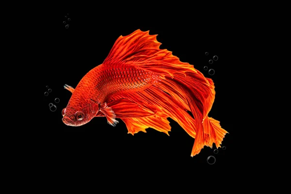 Mouvement Beau Poissons Betta Siamois Colorés Demi Lune Betta Splendens — Photo