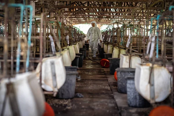 在养猪场 动物场和养猪场工作的亚洲兽医 — 图库照片