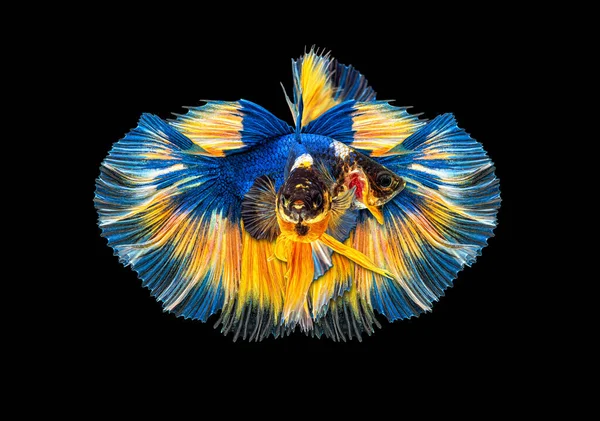 Çok renkli siyam betta balığı ya da yarım ay betta balığının güzelliğini hareket ettirmek Tayland 'da siyah arka planda savaşan balıkları görkemlendirir. Su altı hayvanı ya da evcil hayvan, çift ya da sevgili konsepti