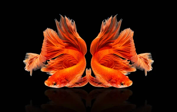 Moving Beautiful Multicolor Siamese Betta Fish Half Moon Betta Splendens — Stock Photo, Image