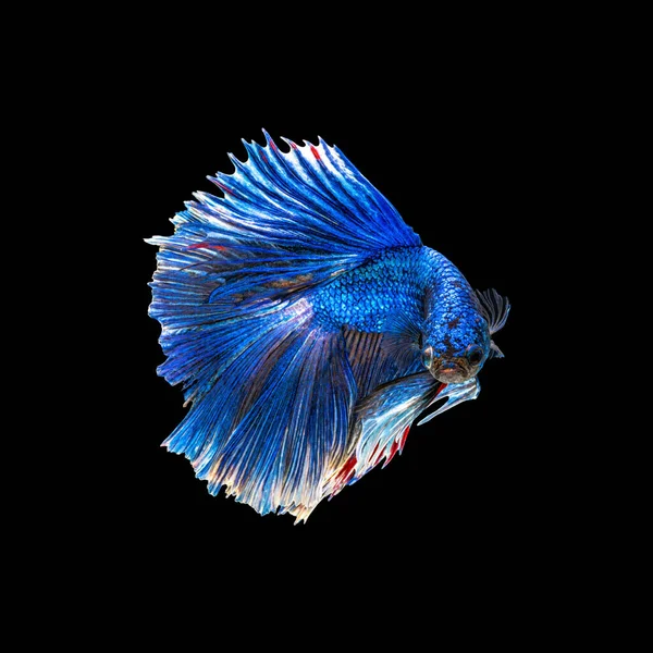 Mouvement Beau Poissons Betta Siamois Colorés Demi Lune Betta Splendens — Photo