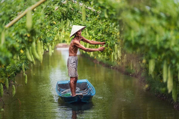 Velho Agricultor Vietnamita Mantendo Rendimento Por Sobre Barco Tradição Lago — Fotografia de Stock