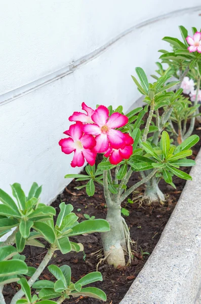 Hermosa Rosa del Desierto, nombre científico es adenium jalá —  Fotos de Stock