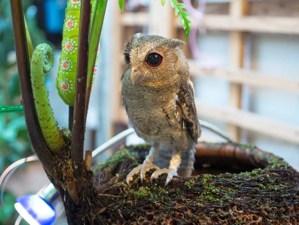 Bebê longo ouvido coruja Perching — Fotografia de Stock