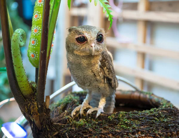 Baby länge eared owl sittande — Stockfoto