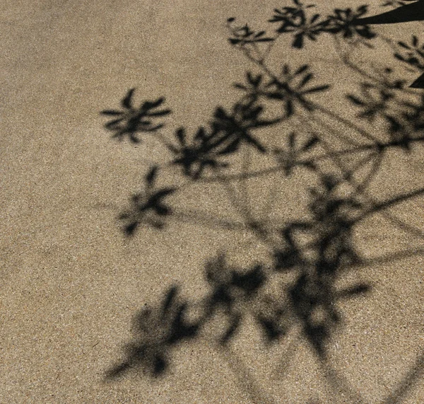 Baumschatten auf dem Hintergrund — Stockfoto