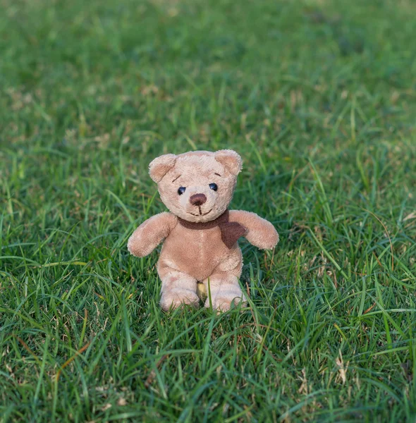 TEDDY BEAR hnědá barva s šátkem na trávě — Stock fotografie