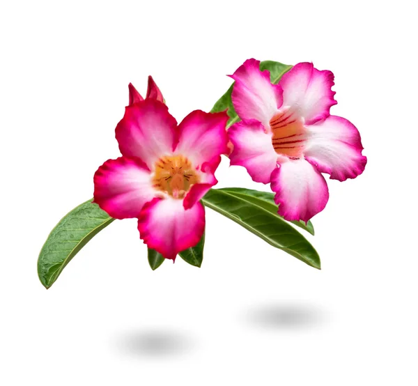 Nahaufnahme schöne Wüstenrose, wissenschaftlicher Name ist Adenium obesum — Stockfoto