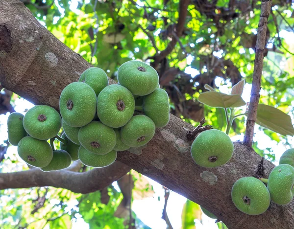 Figue sur l'arbre — Photo