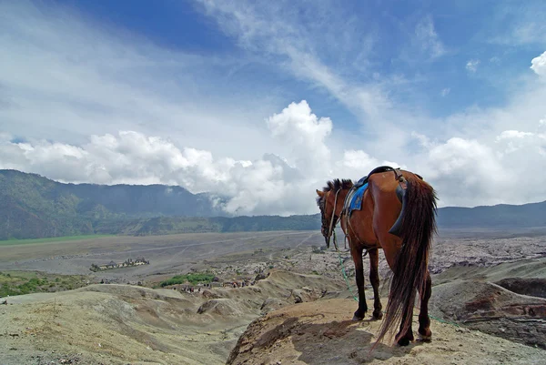 Brązowy koń stać w górski krajobraz wulkan Bromo krater, — Zdjęcie stockowe