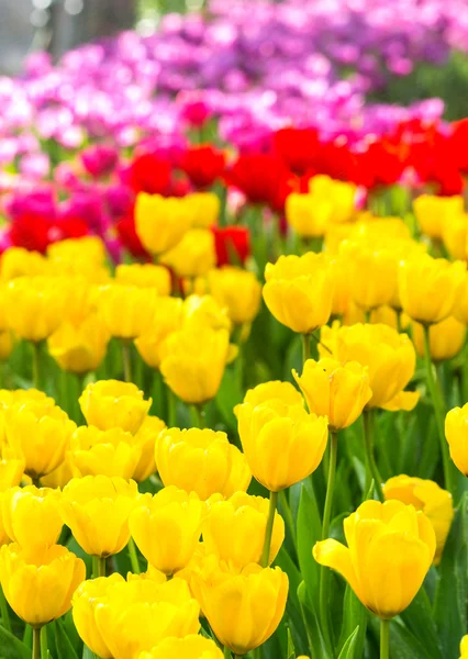 Varios color hermoso campo de tulipanes en la mañana —  Fotos de Stock