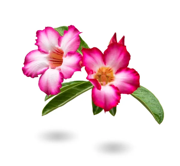 Nahaufnahme schöne Wüstenrose, wissenschaftlicher Name ist Adenium obesum — Stockfoto