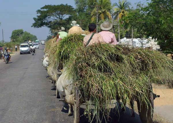 Bagan, MYANMAR - SEP 6: Un granjero no identificado está transportando la paja y el carro aprovechados por la vaca en la carretera en el campo de Bagan, Myanmar, el 6 de septiembre de 2011 . —  Fotos de Stock