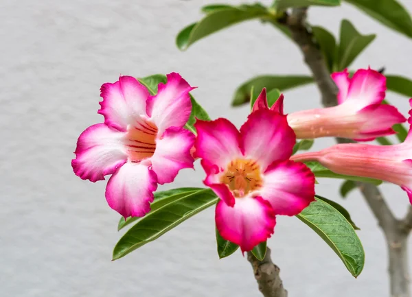 Close up Hermosa Rosa del Desierto, nombre científico es adenium jalá —  Fotos de Stock