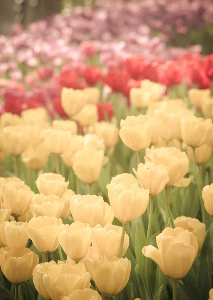 Vianatage campo de tulipanes en la mañana —  Fotos de Stock