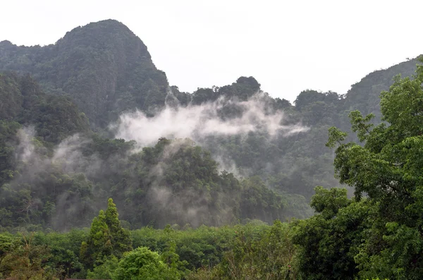 Misty tree forest on the mountain landscape with fog, thailand — Stock Photo, Image