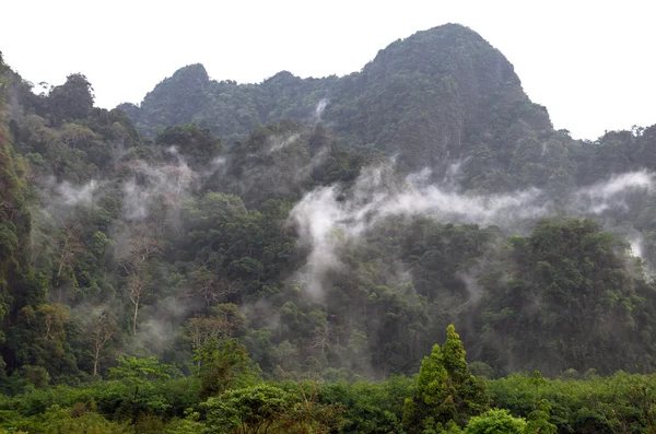 Misty tree forest on the mountain landscape with fog, thailand — Stock Photo, Image