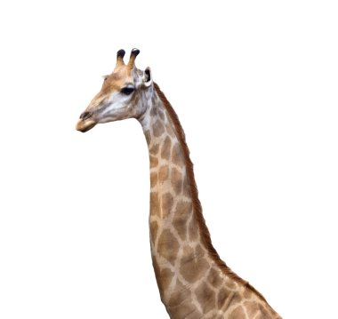 Beyaz arka planda zürafa