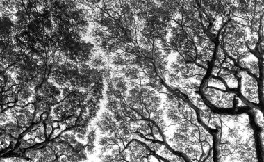 Siyah beyaz ağacının dalını