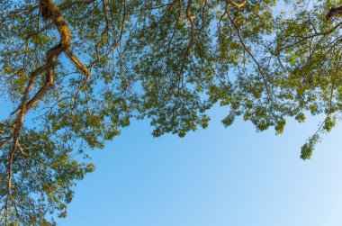 Arkaplan için mavi gökyüzünde ağaç dalları ve yaprakları