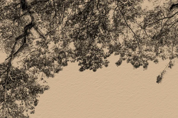 Şube ve karton kağıt arka plan üzerinde ağacının yaprak — Stok fotoğraf