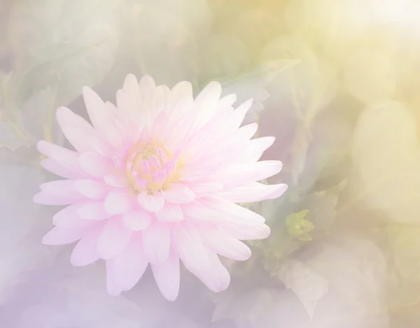 Sød farve blomst i blød stil baggrund - Stock-foto