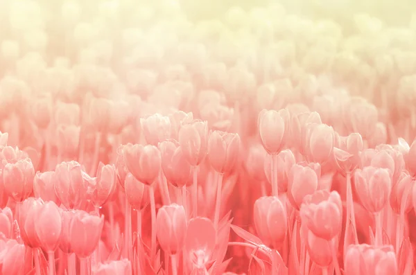 Tulipanes de color dulce en fondo de estilo suave —  Fotos de Stock