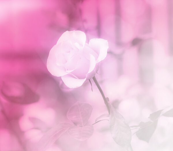 Sweet color rose in soft style background