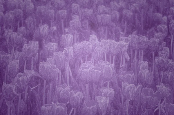 냉동된 유리에 아름 다운 튤립 — 스톡 사진