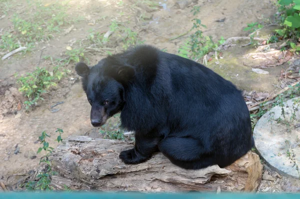 Siyah ahşap üzerinde oturan ayı