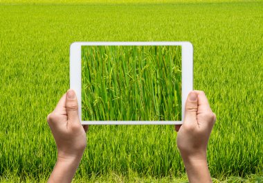 Resimler çeltik pirinç alan alarak tablet tutan eller