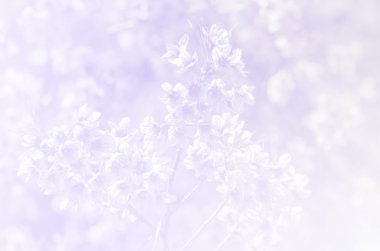 Sakura yumuşak stili arka planda