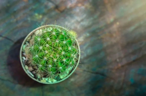 Cactus con sfondo bokeh — Foto Stock