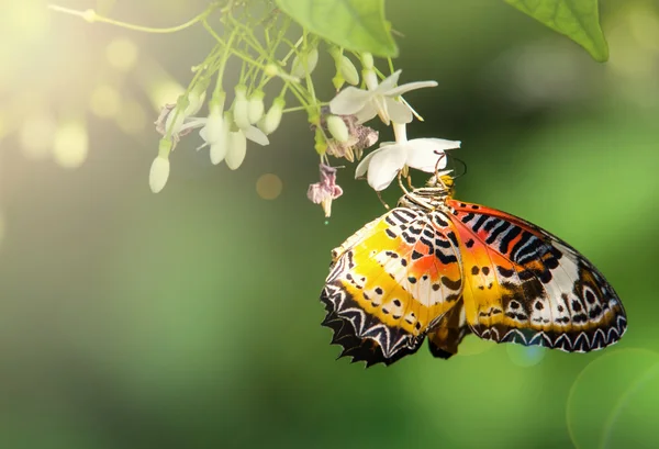 Mariposa en el jardín con luz solar —  Fotos de Stock