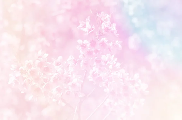 Sakura en fondo de estilo suave —  Fotos de Stock