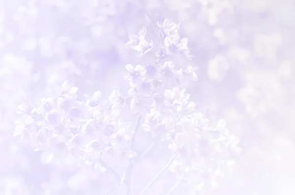 Sakura w miękki styl tło — Zdjęcie stockowe