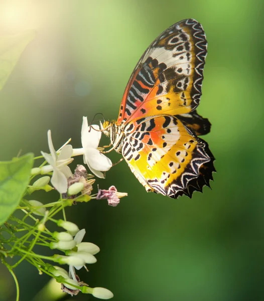 Motyl w ogrodzie z światło słoneczne — Zdjęcie stockowe