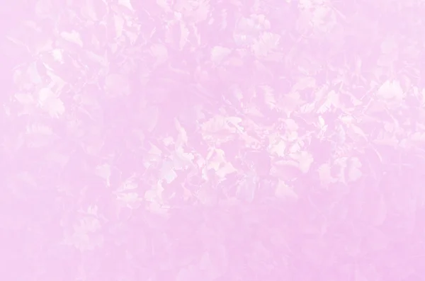 Thee blad zacht roze kleur achtergrond — Stockfoto