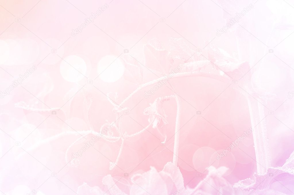 bean flowers with in soft style background