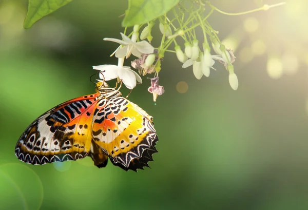 Borboleta no jardim com luz solar — Fotografia de Stock